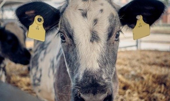 Blue and white calf standing in a group pen looking at the camera